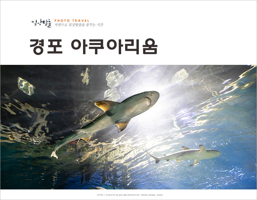 (주)경포아쿠아리움 이미지