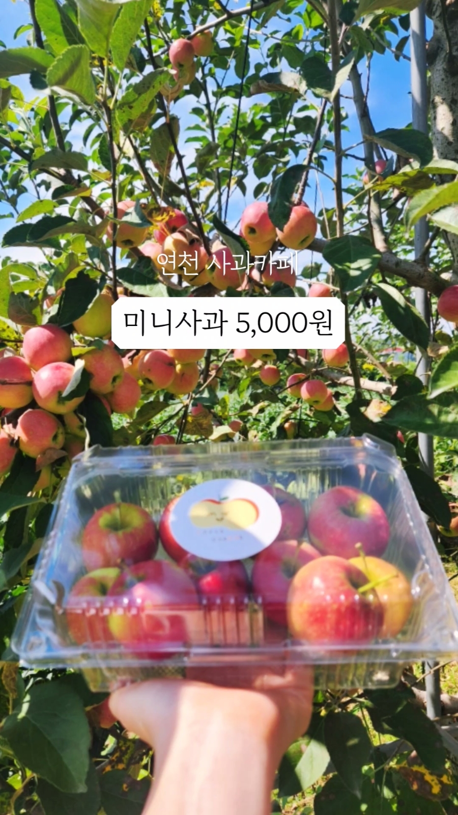 커피팜페 이미지