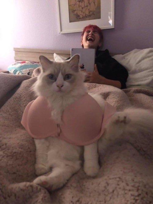 부타 이미지