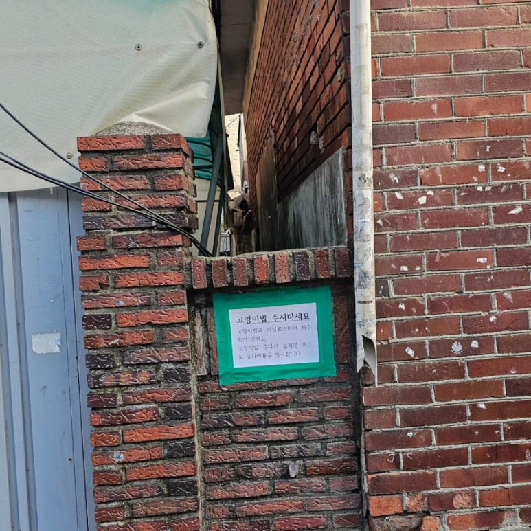 장기반점 이미지