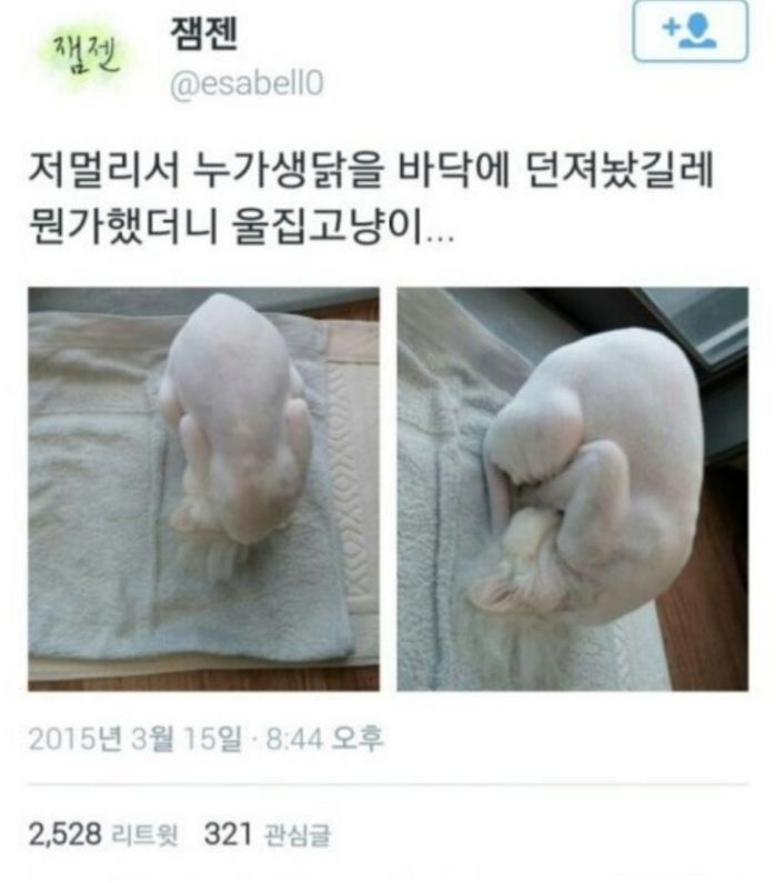 생닭집 이미지