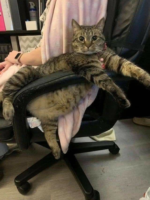 카페라르고 이미지
