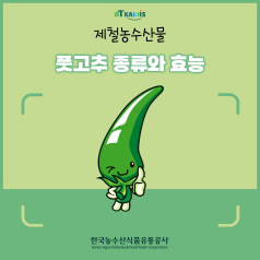 풋고추의 다양한 종류와 특징 (오이고추, 청양고추, 꽈리고추 효능) 바로가기