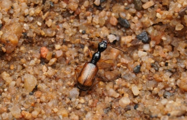 산목 이미지