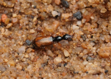 산목 이미지