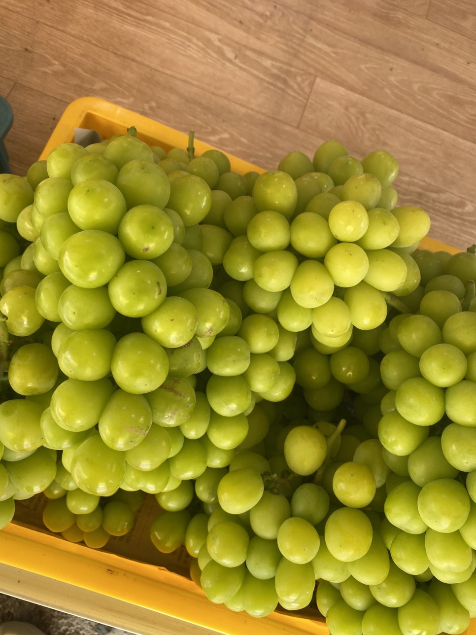 산포도원 이미지