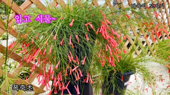 남사물향기야생화 이미지