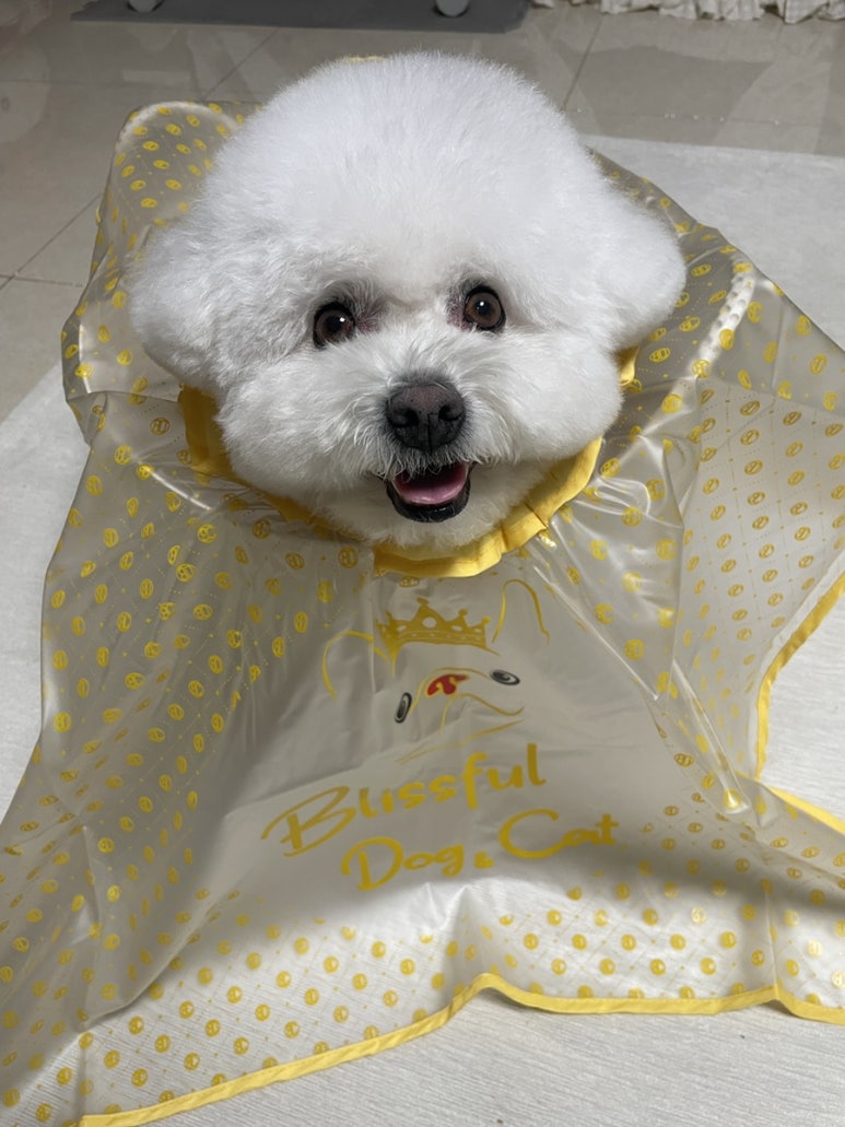 블리스캣 이미지