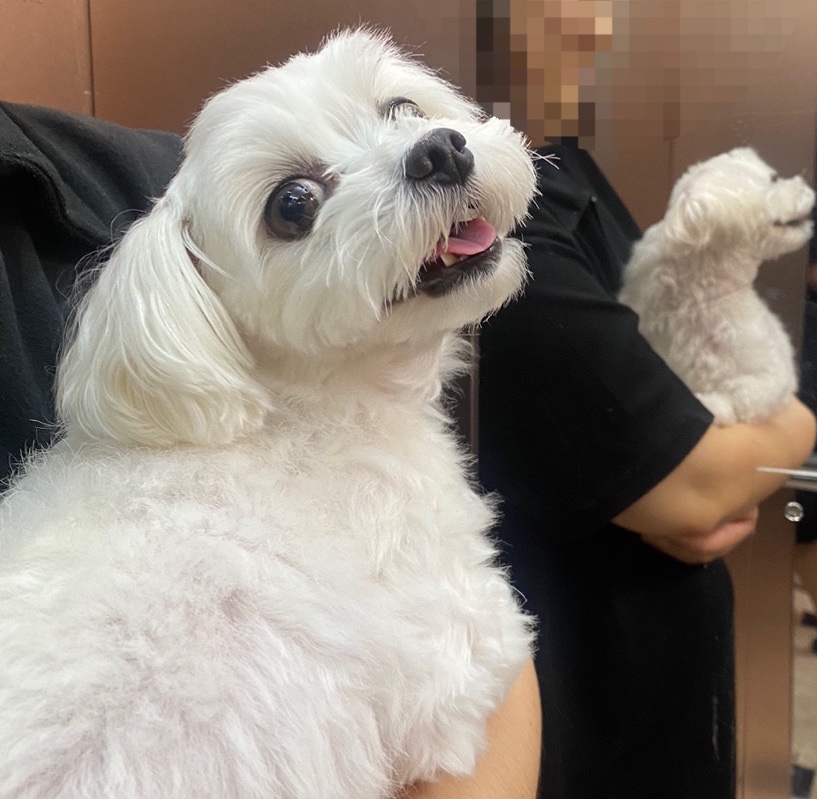 놀면뭐하개 이미지