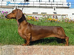 닥스훈트(DACHS HUND) 이미지
