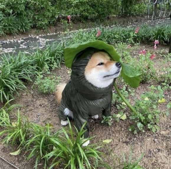 온플라워 이미지