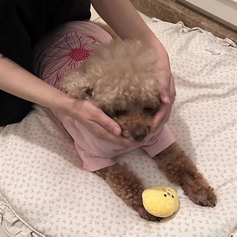 라피에나 이미지