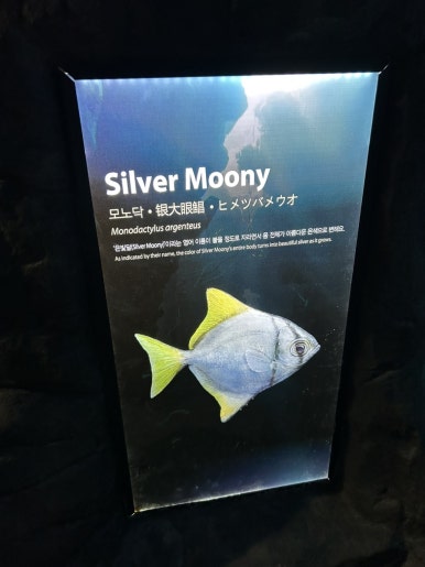 모나오션 이미지