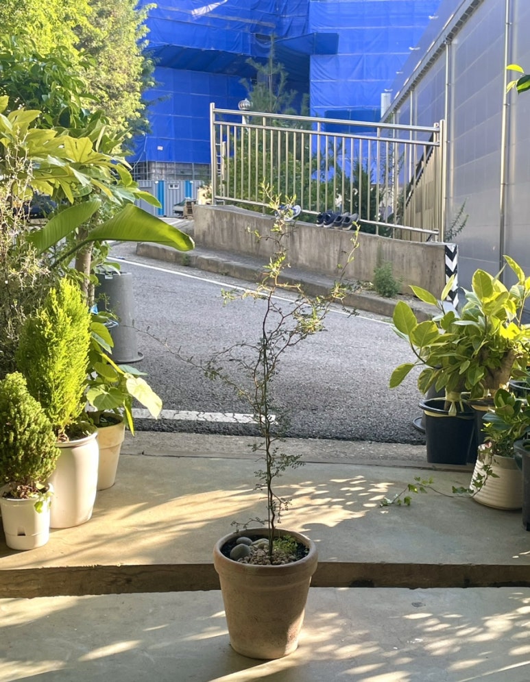 꽃바람화원 이미지