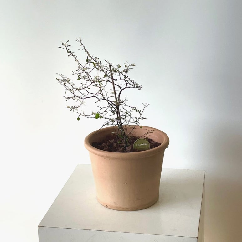 꽃바람화원 이미지