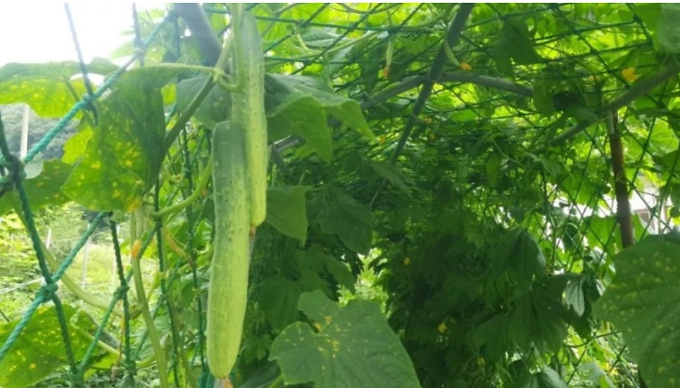 바다품애 이미지