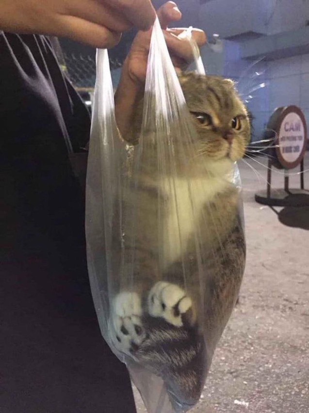 고양이김밥 이미지