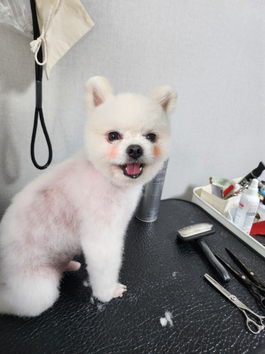 포항애견미용학원 이미지