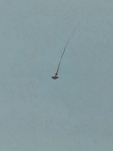 청년족발 이미지
