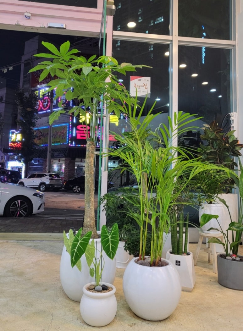 모코코플레르 이미지