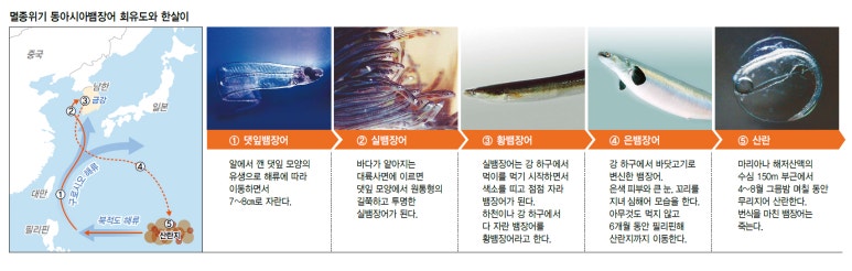 풍천장어 이미지