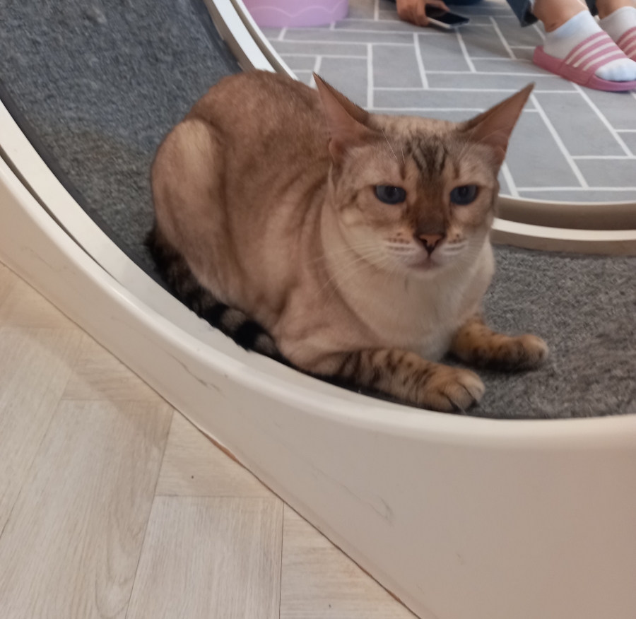 고양이별캣카페 이미지