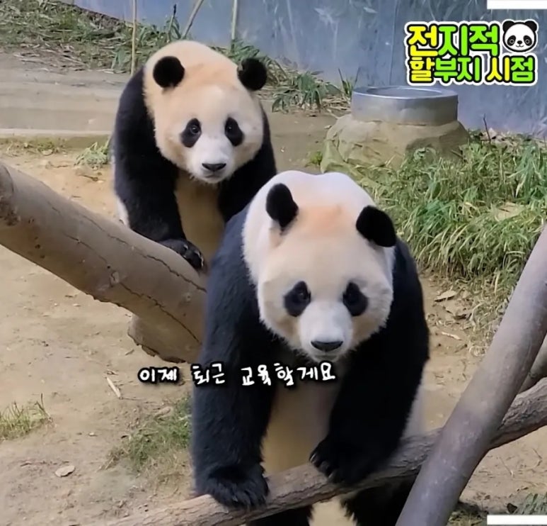 바오아이 이미지