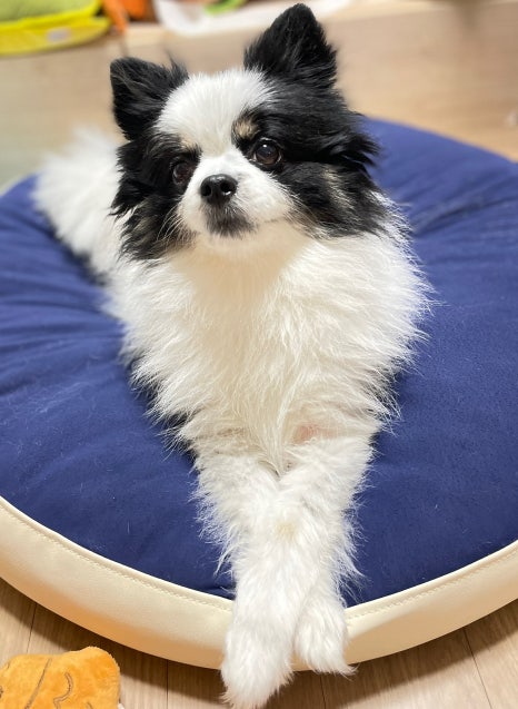 봉덕카츠 이미지