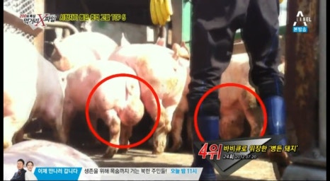 돼지유통 이미지