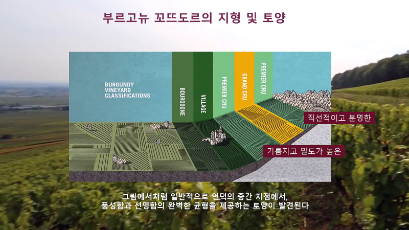 꼬뜨 이미지