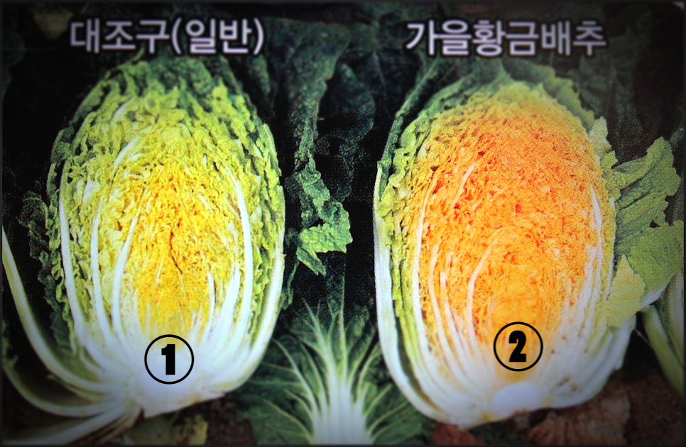 농부영농조합법인(농부절임) 이미지