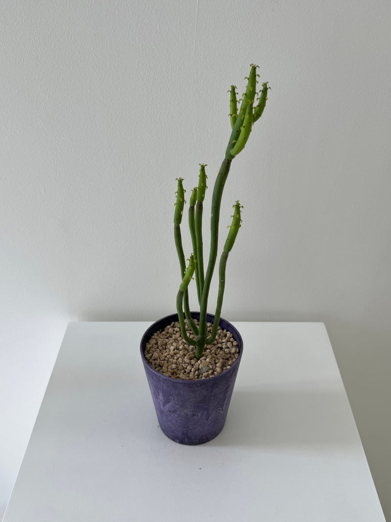 이이피 이미지