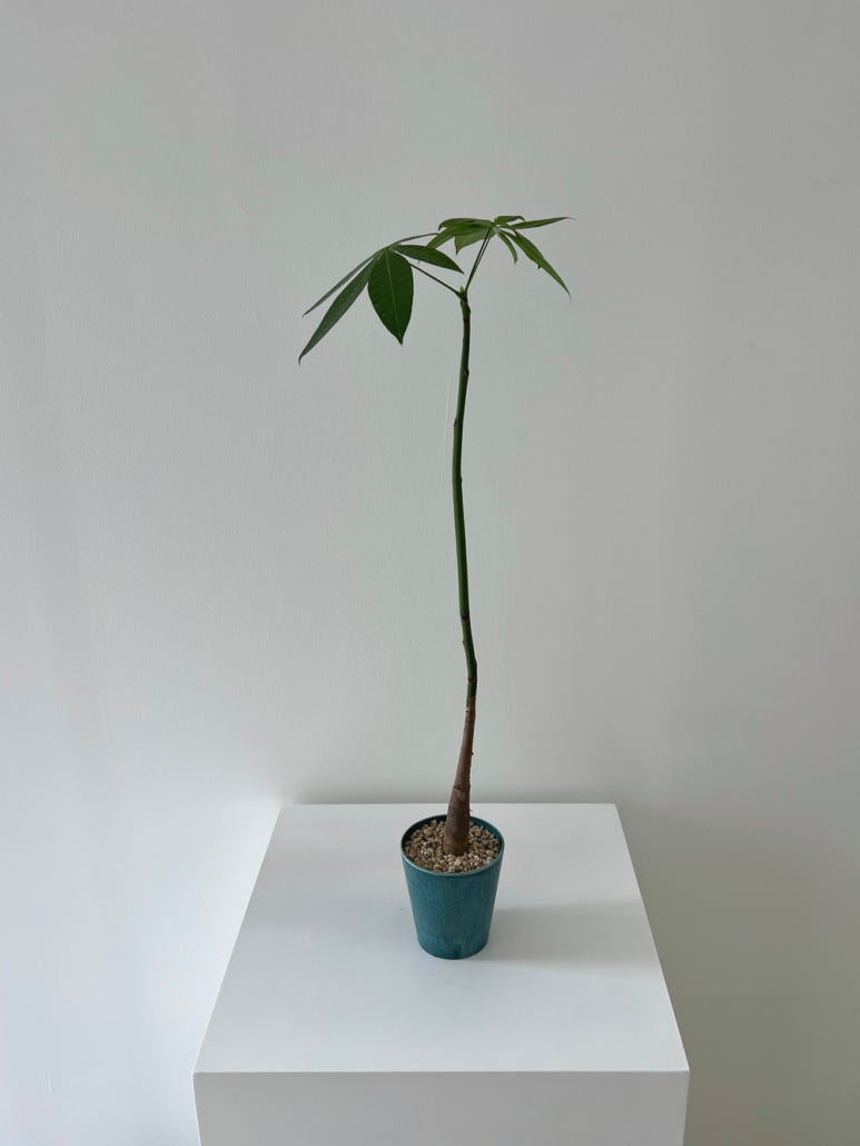 이이피 이미지