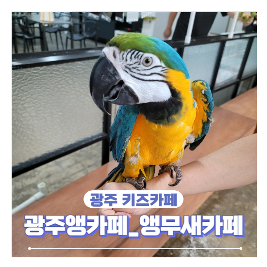 광주앵카페 이미지