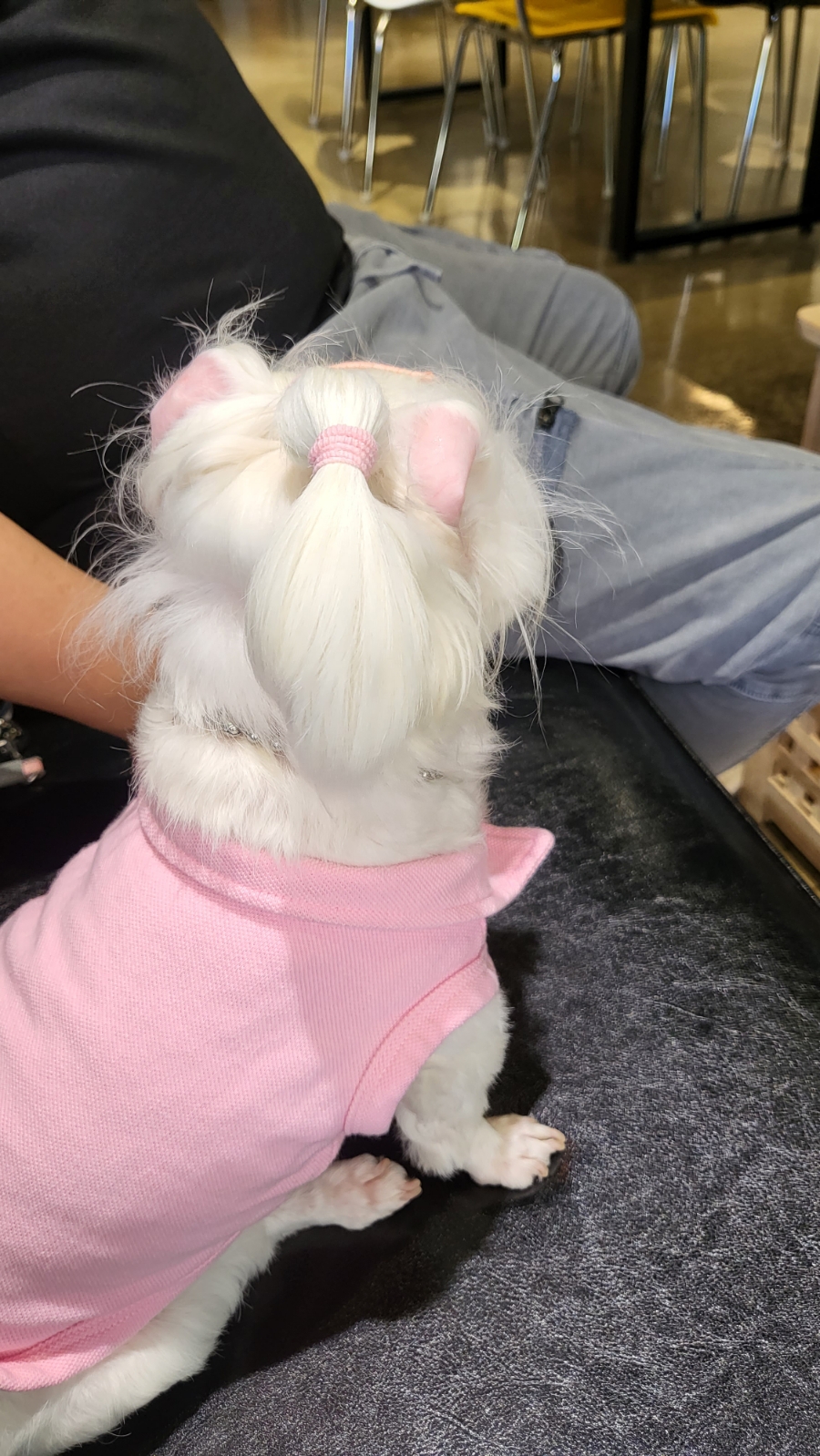 카페인고한 이미지