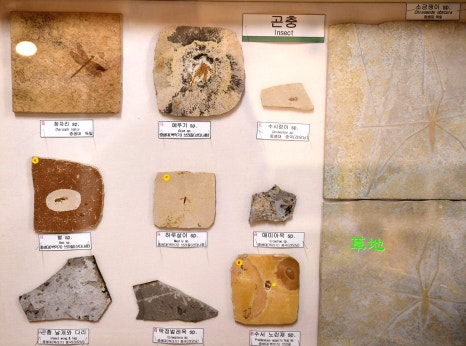 순천곤충박물관 이미지