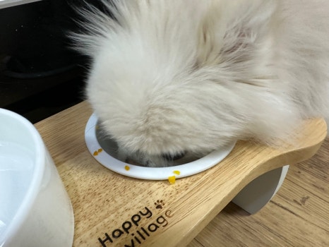 모모맘마 이미지