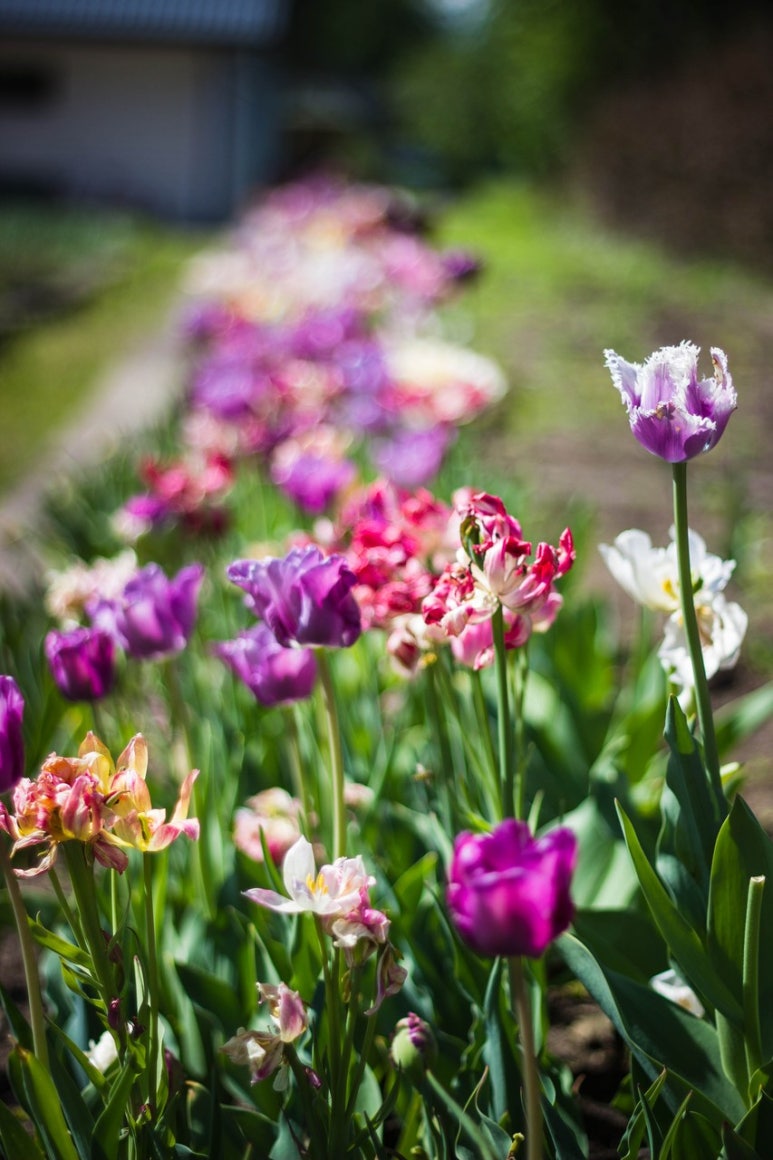 FRONT YARD(앞마당) 이미지