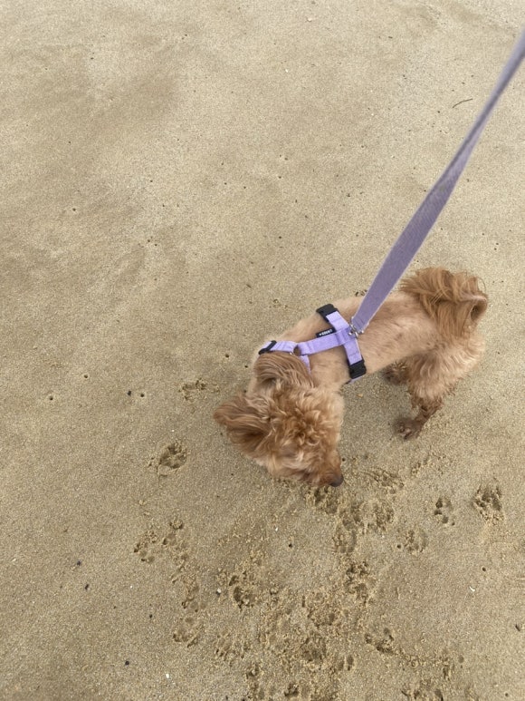 굿잡초이스 이미지