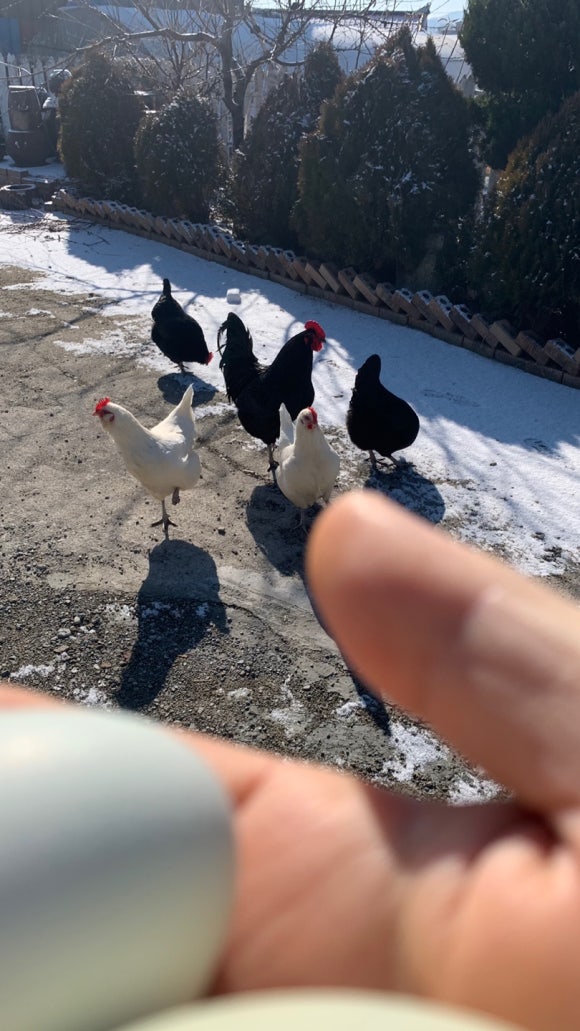 꼬마꼬꼬 이미지