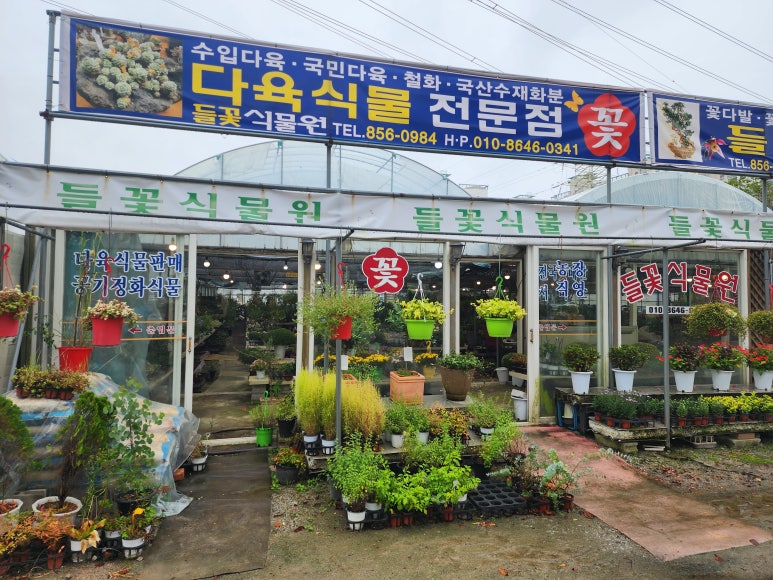 들꽃다육식물 이미지