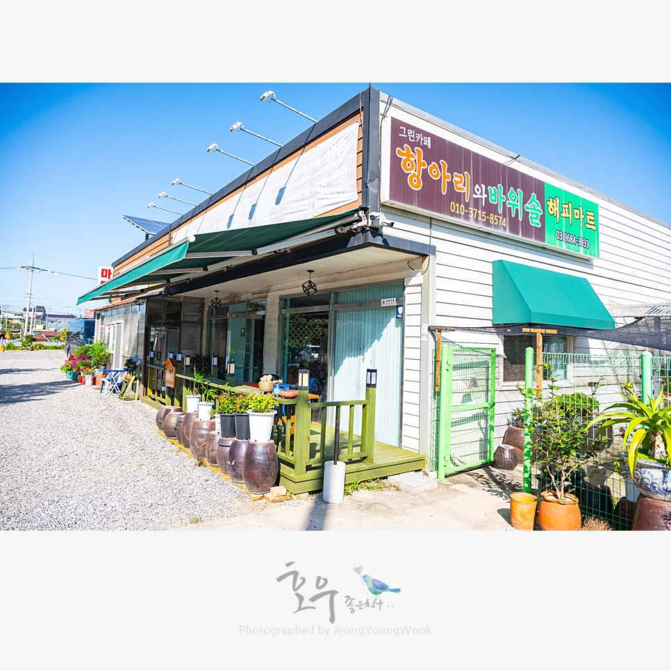 항아리와바위솔 이미지