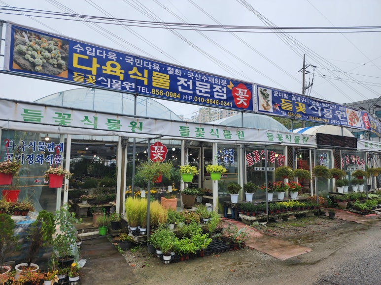 들꽃다육식물 이미지