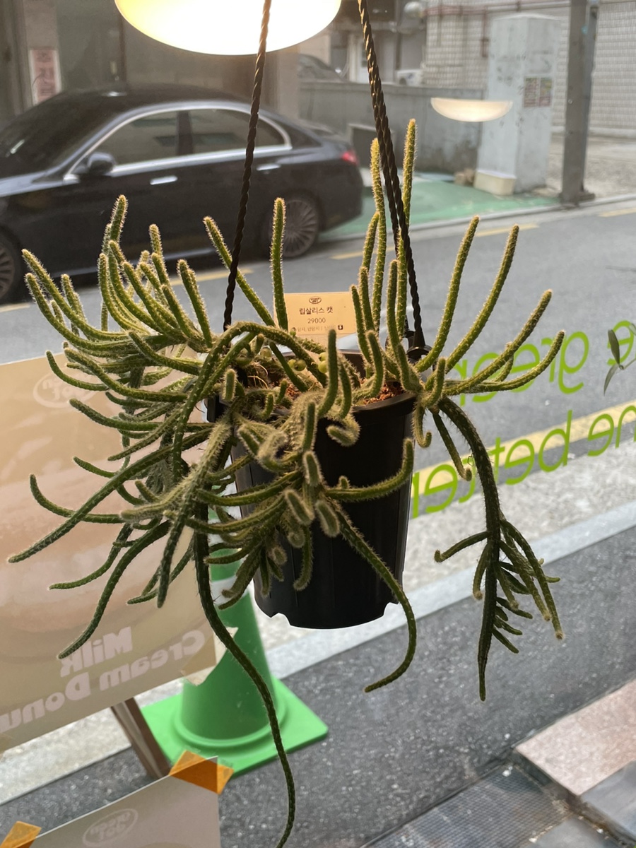 화분집그로브팟 이미지