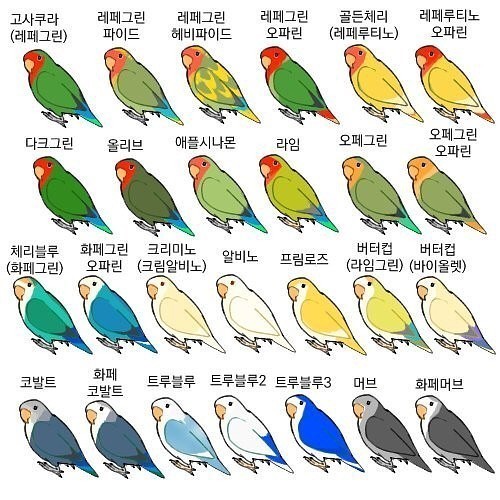 앵무세상 이미지