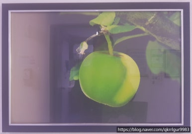골든파인트리 이미지