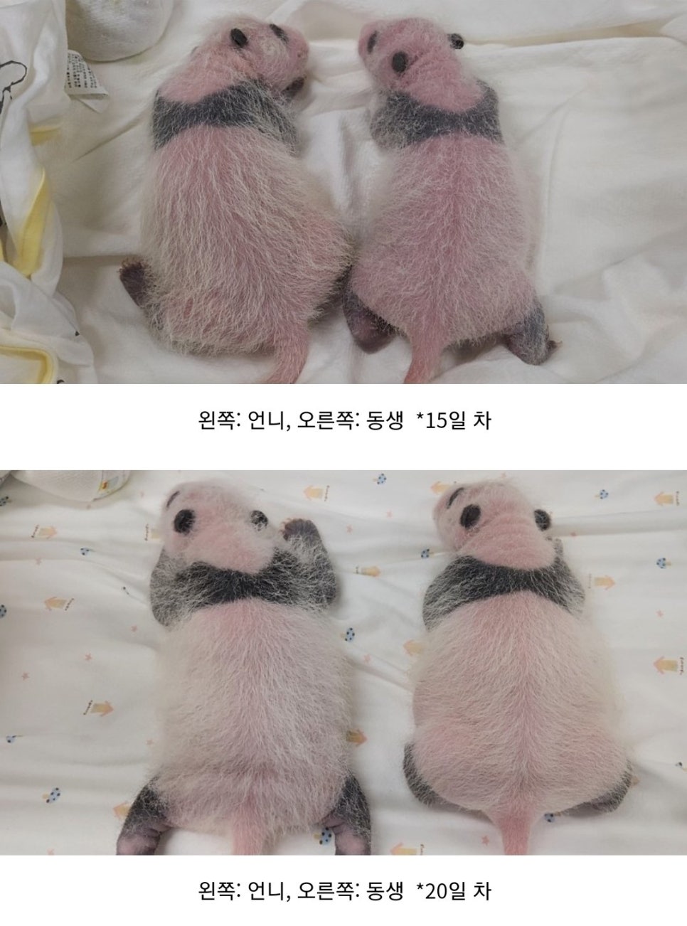 구름초밥 이미지