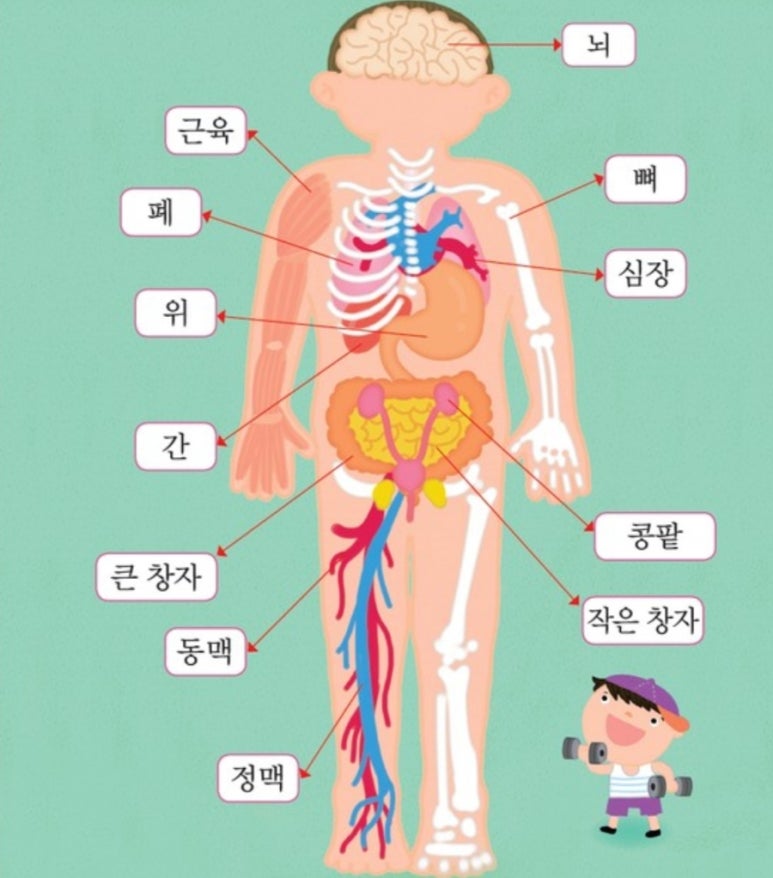 신비코 이미지
