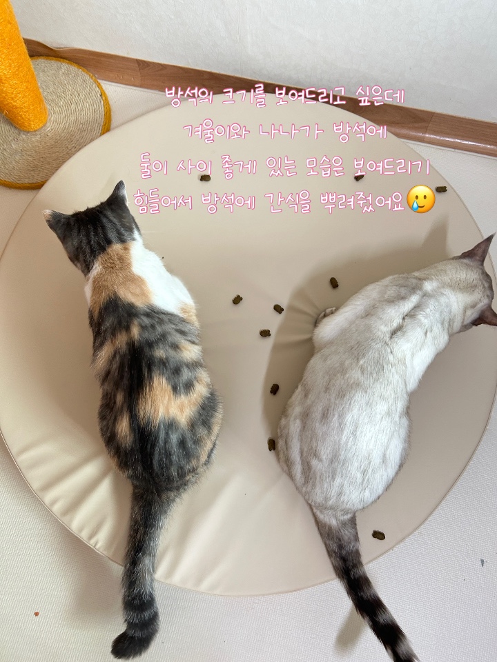 동그라미펫 이미지