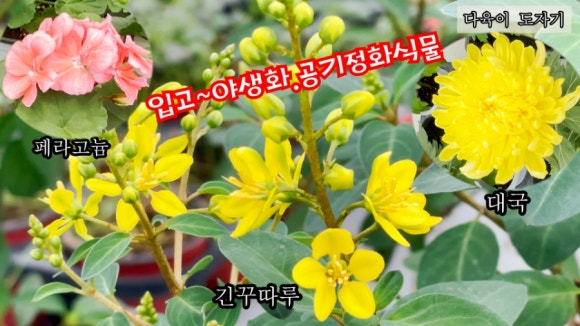 남사물향기야생화 이미지